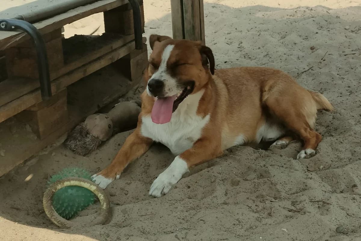 Tubbs, male Mixed Breed for adoption at Stichting Huis voor Dieren