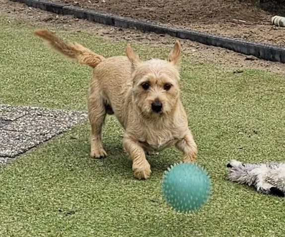 Bobbie, male Mixed Breed for adoption at Stichting Huis voor Dieren