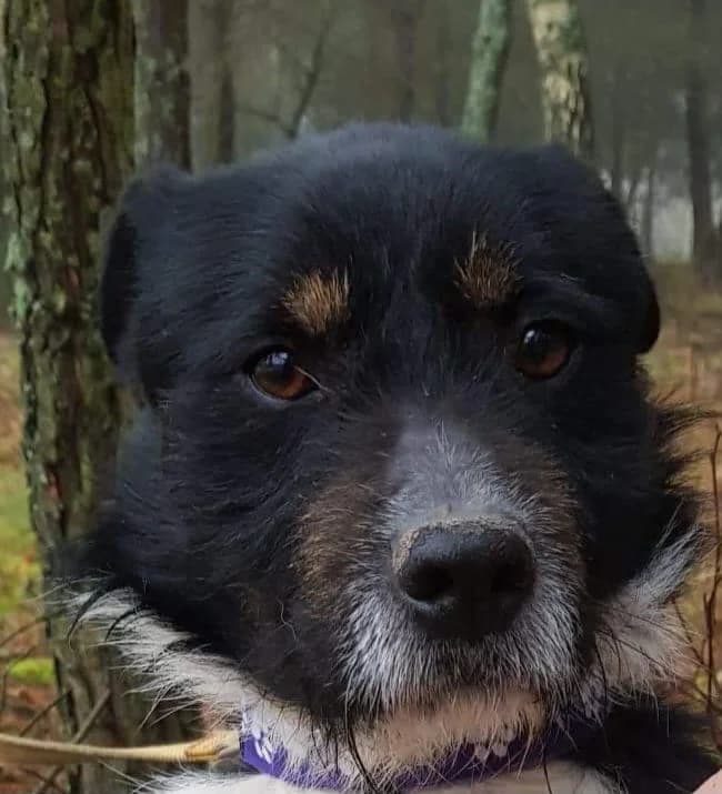 Levi, male Mixed Breed for adoption at Stichting Huis voor Dieren