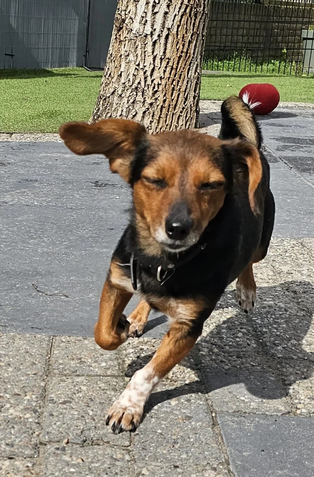 Kiwi, female Mixed Breed for adoption at Stichting Huis voor Dieren
