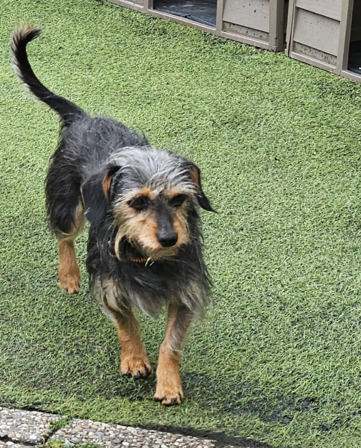 Holly, female Mixed Breed for adoption at Stichting Huis voor Dieren