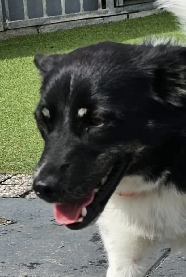 Tobi, male Mixed Breed for adoption at Stichting Huis voor Dieren