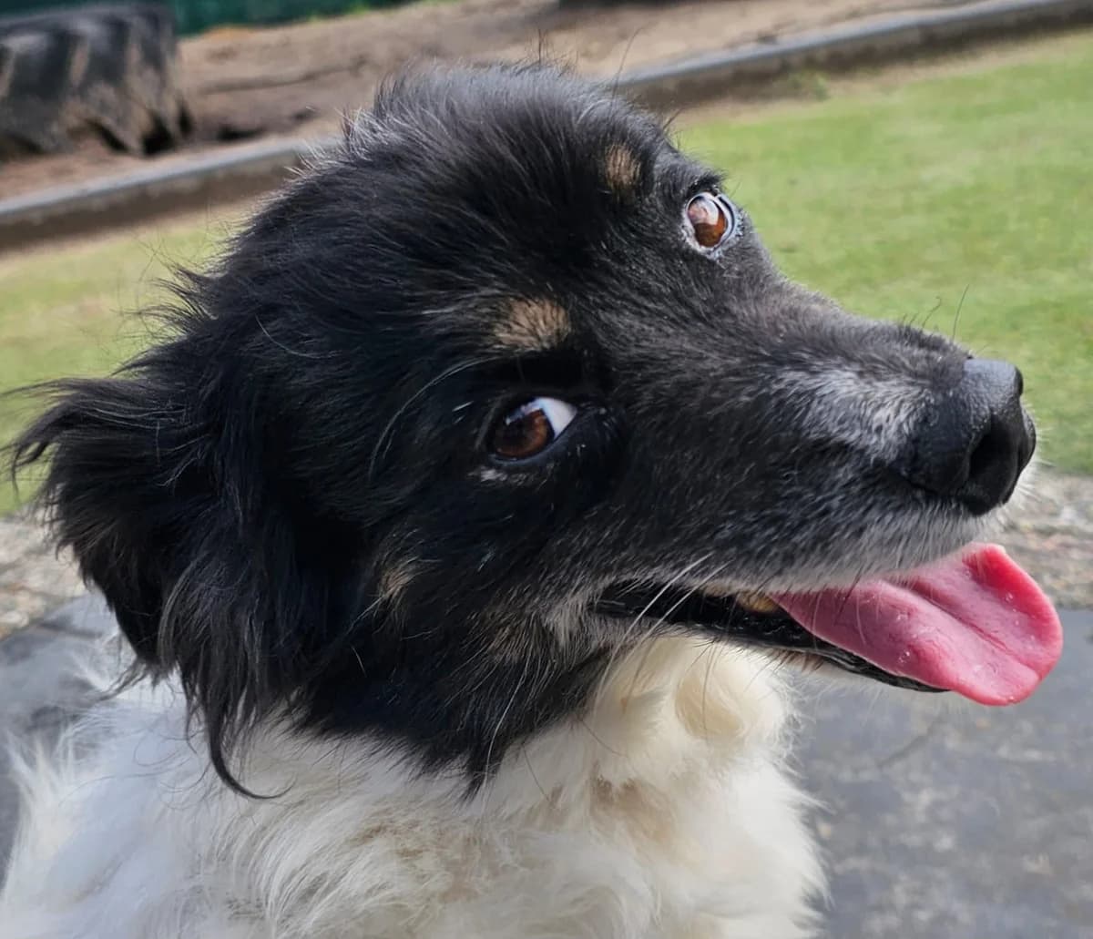Beethoven, male 6yo Mixed Breed for adoption at Stichting Huis voor Dieren