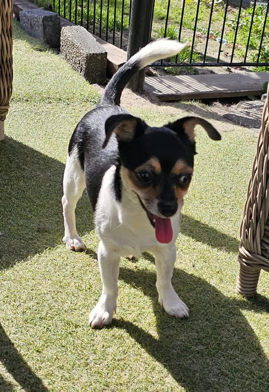 Caramel, female puppy Mixed Breed for adoption at Stichting Huis voor Dieren
