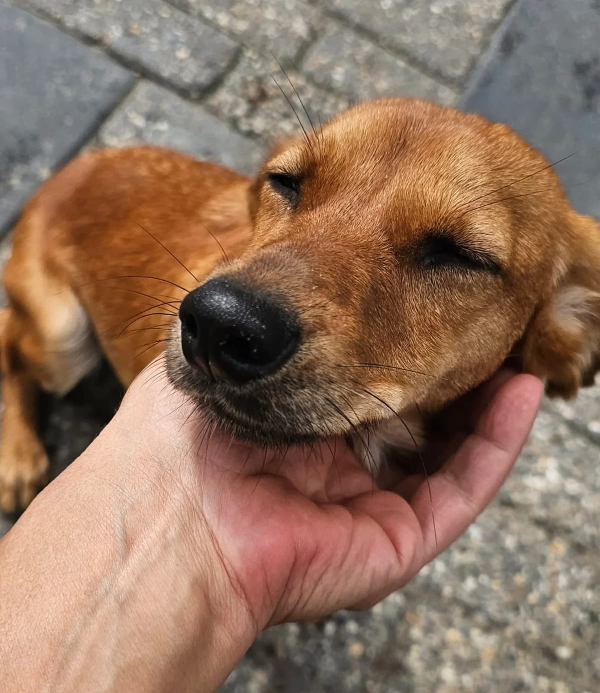 Jolie, female Mixed Breed for adoption at Stichting Huis voor Dieren
