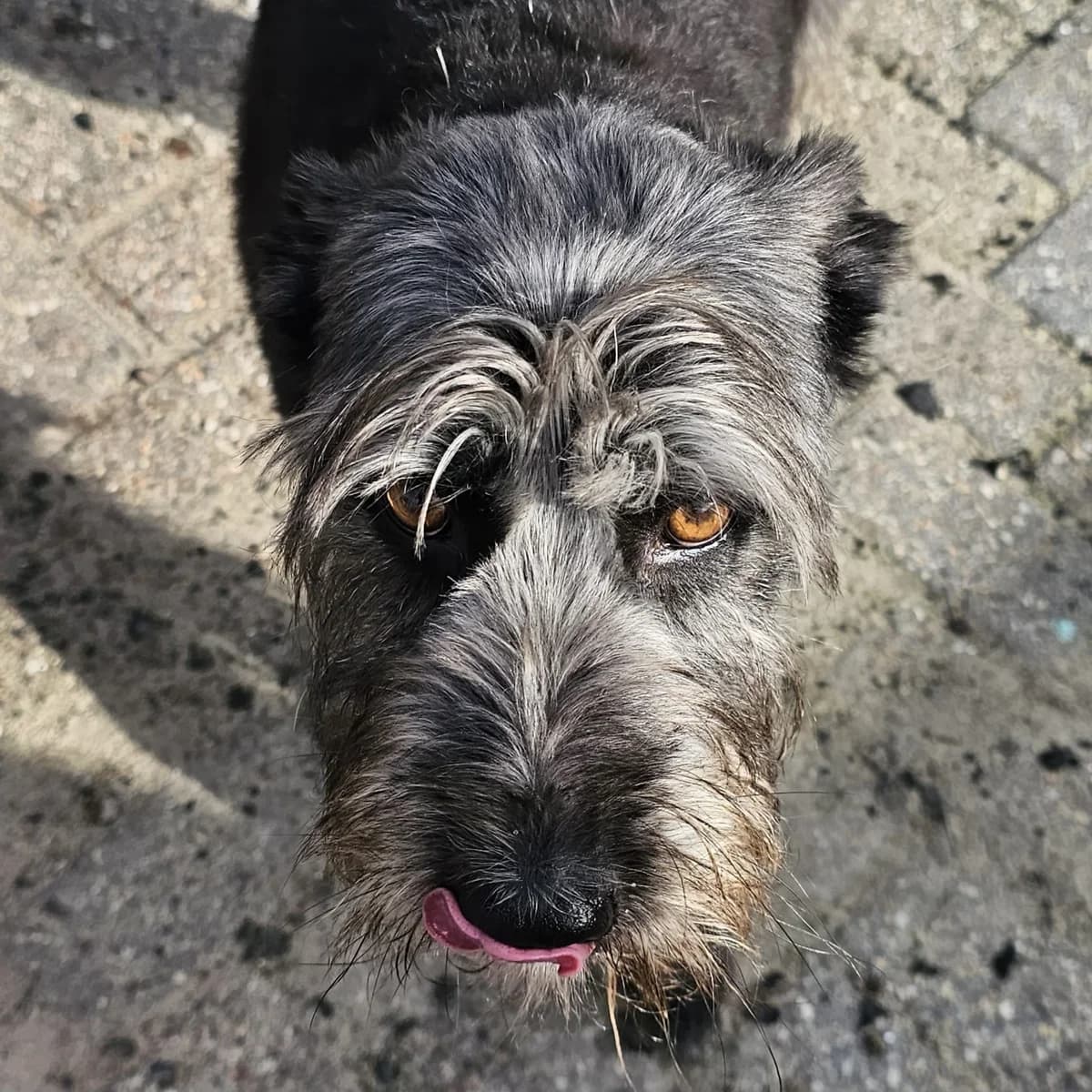 Buck, goud male Mixed Breed for adoption at Stichting Huis voor Dieren