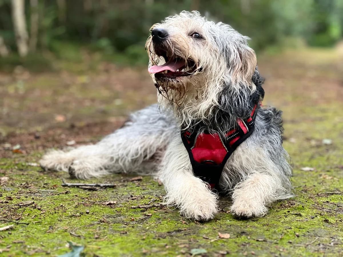 Ollie, male young Mixed Breed for adoption at Stichting Huis voor Dieren