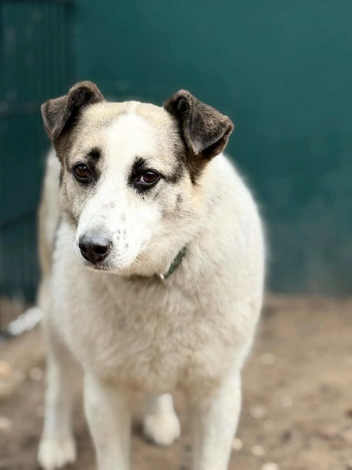 Dakota, goud female senior Mixed Breed for adoption at Stichting Huis voor Dieren