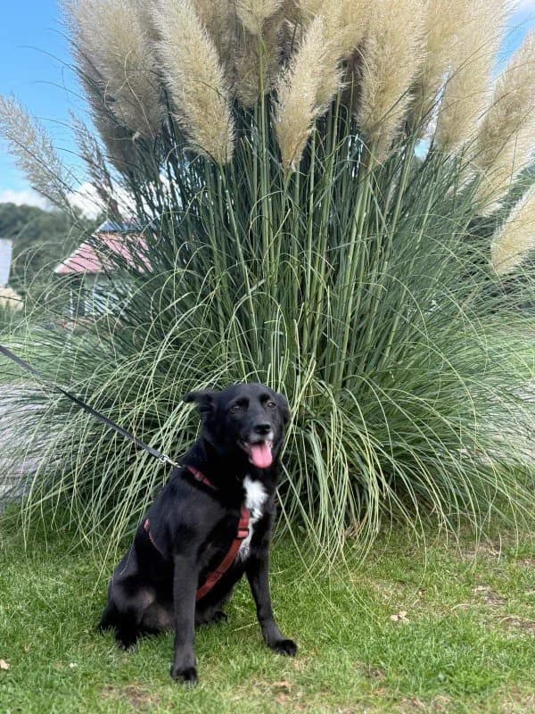 Fenna,  Mixed Breed for adoption at Stichting Huis voor Dieren