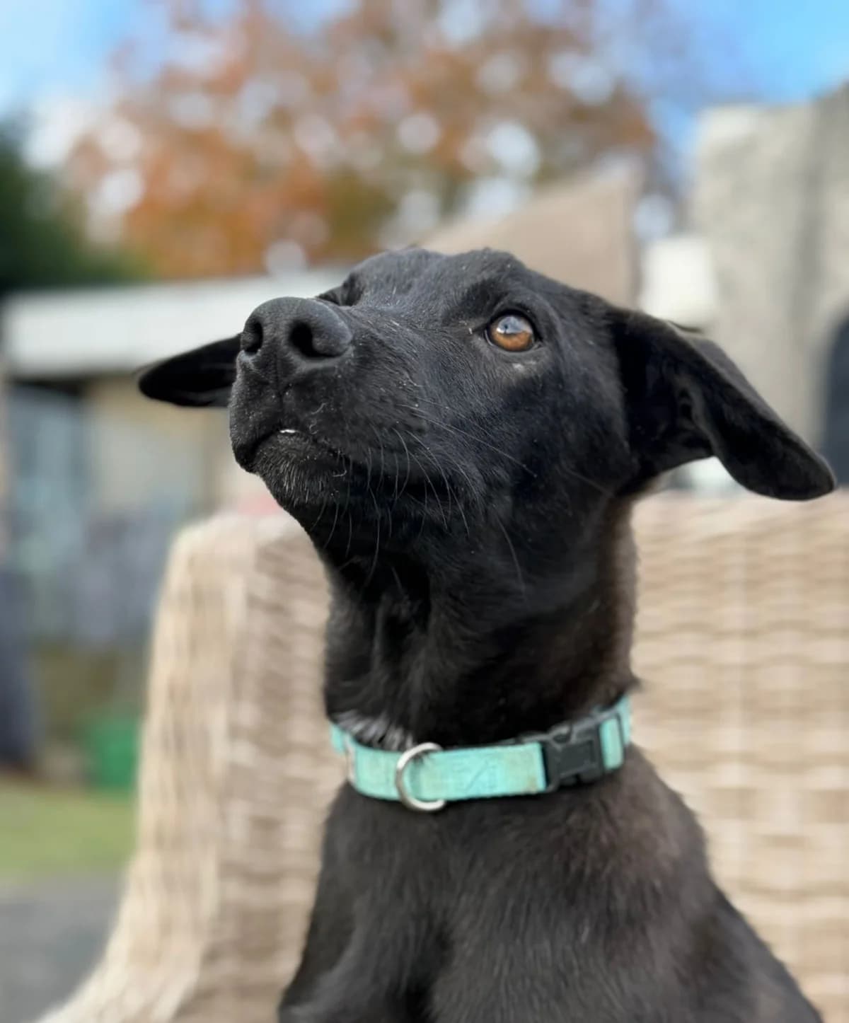 Duke, male puppy Mixed Breed for adoption at Stichting Huis voor Dieren