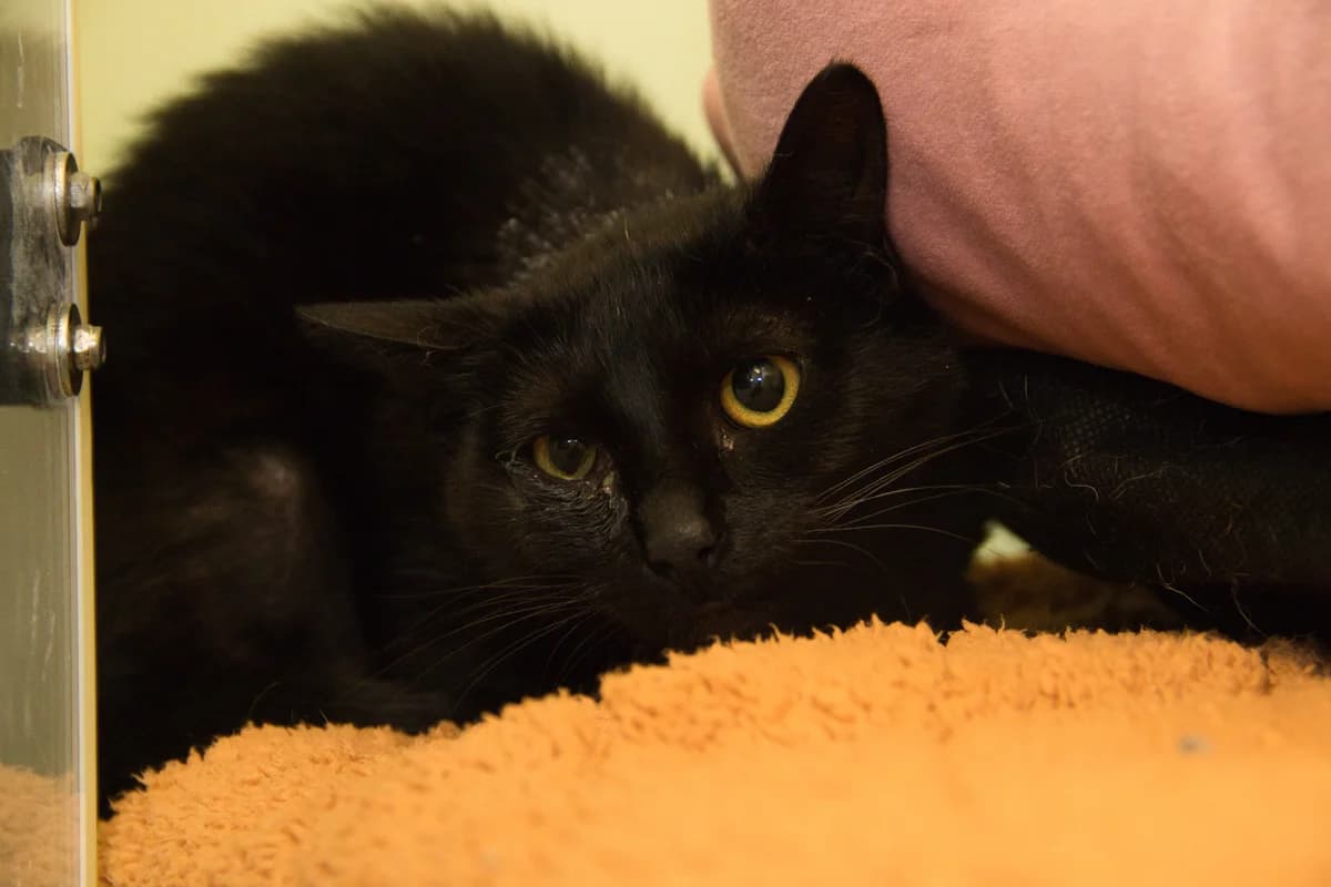 Aida, female Mixed Breed for adoption at Kat in Nood