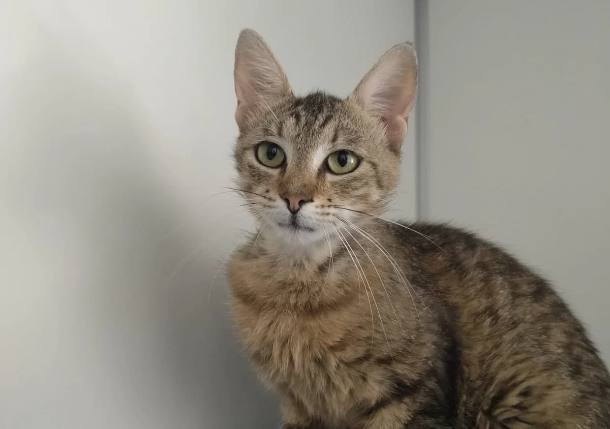 Pip, female Mixed Breed for adoption at Kat in Nood