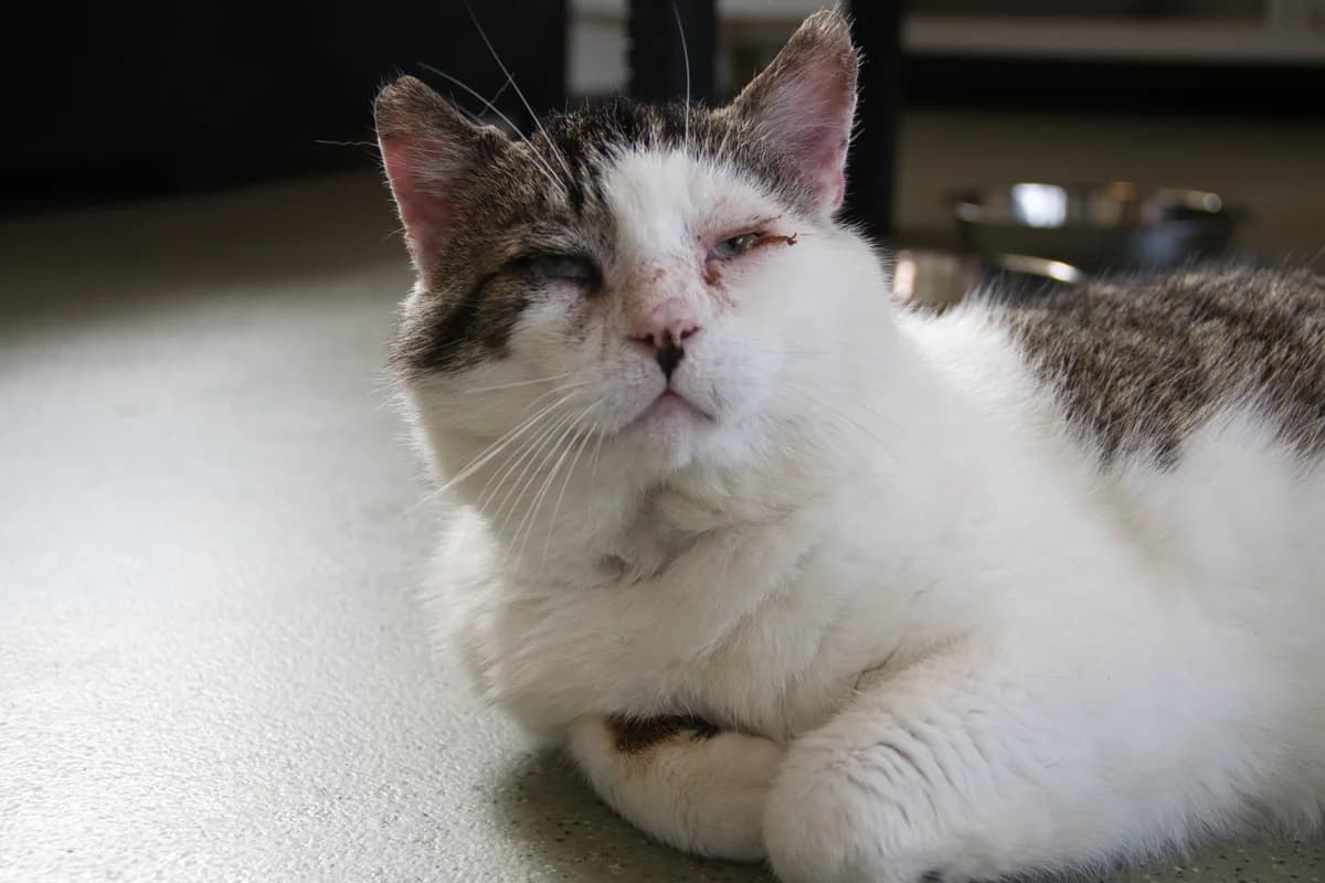 Ralf, male Mixed Breed for adoption at Kat in Nood
