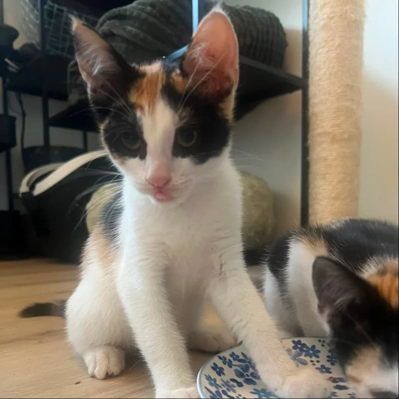 Fire, Mixed Breed (Stichting Kittenopvang Kitten&Co)