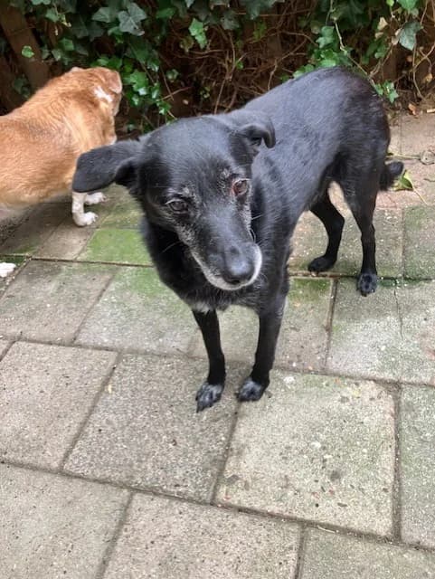 Bas, male Mixed Breed for adoption at Liefde voor Honden