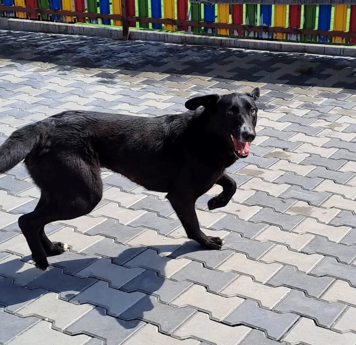 Baily, female 6yo Mixed Breed for adoption at Liefde voor Honden