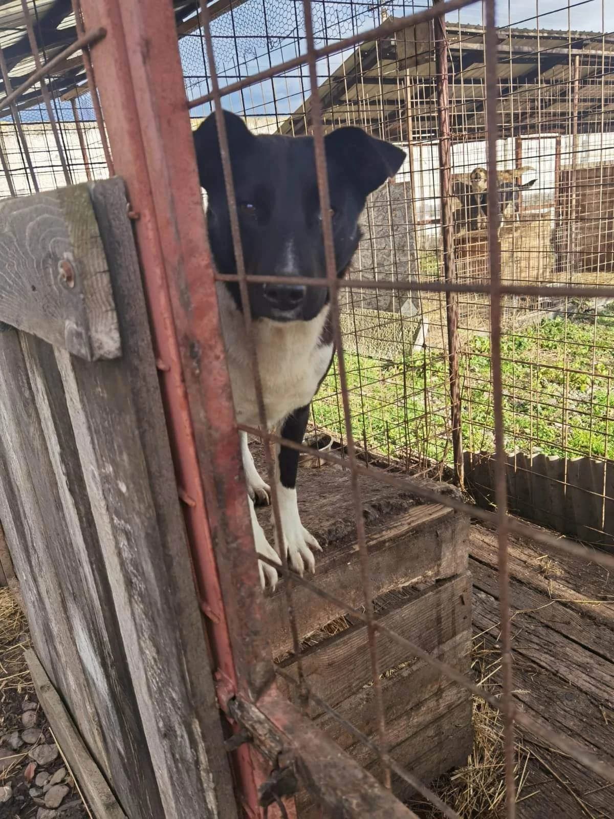 Coco, female 6yo Mixed Breed for adoption at Liefde voor Honden