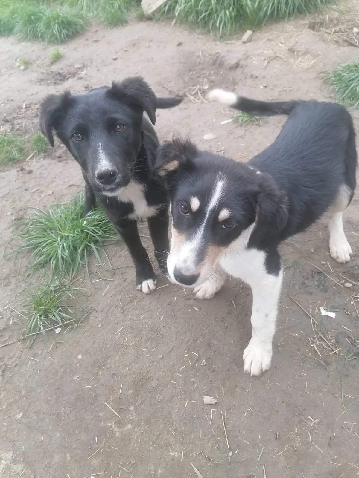 Luiza, female young Mixed Breed for adoption at Liefde voor Honden