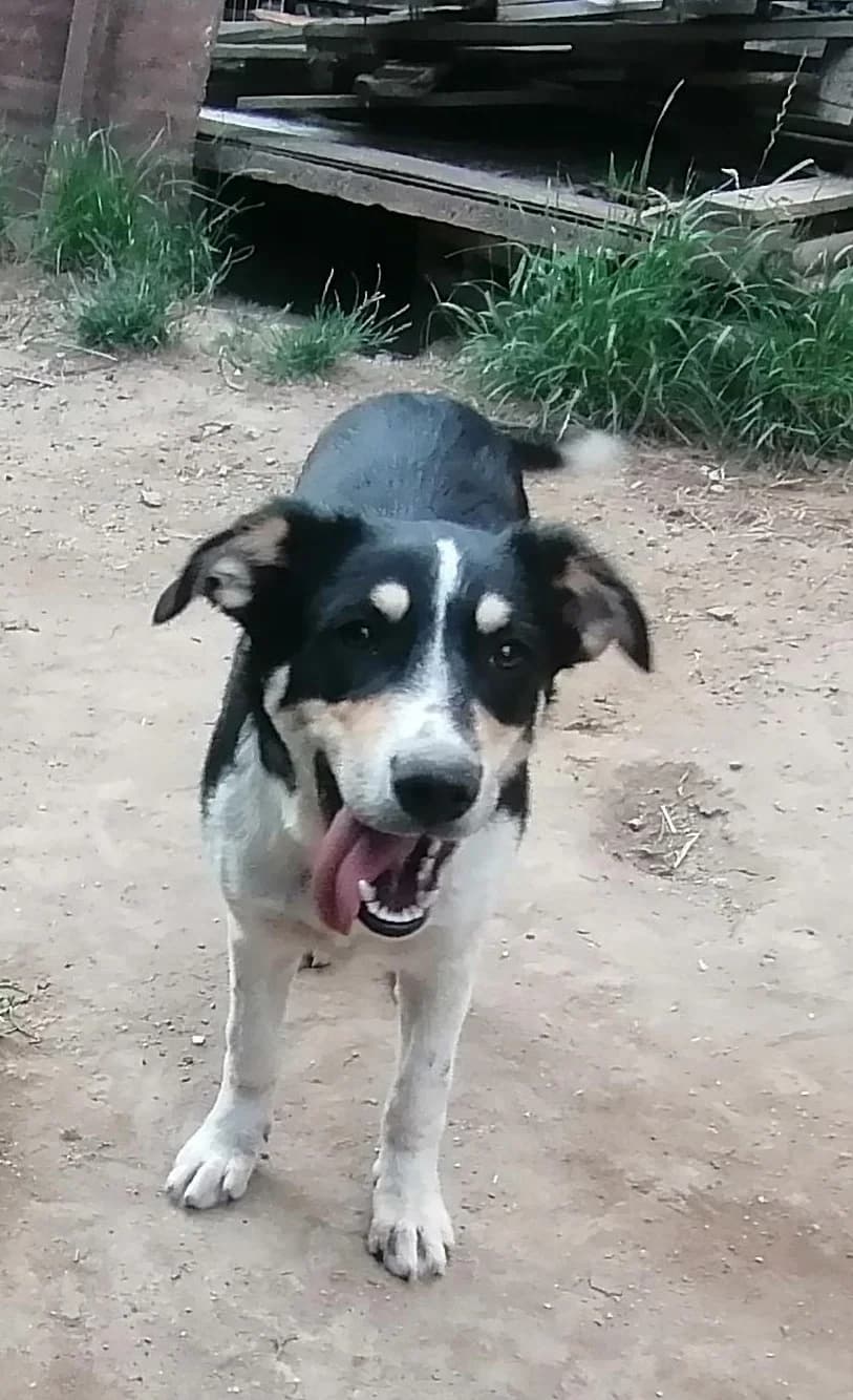 Lucas, male young Mixed Breed for adoption at Liefde voor Honden