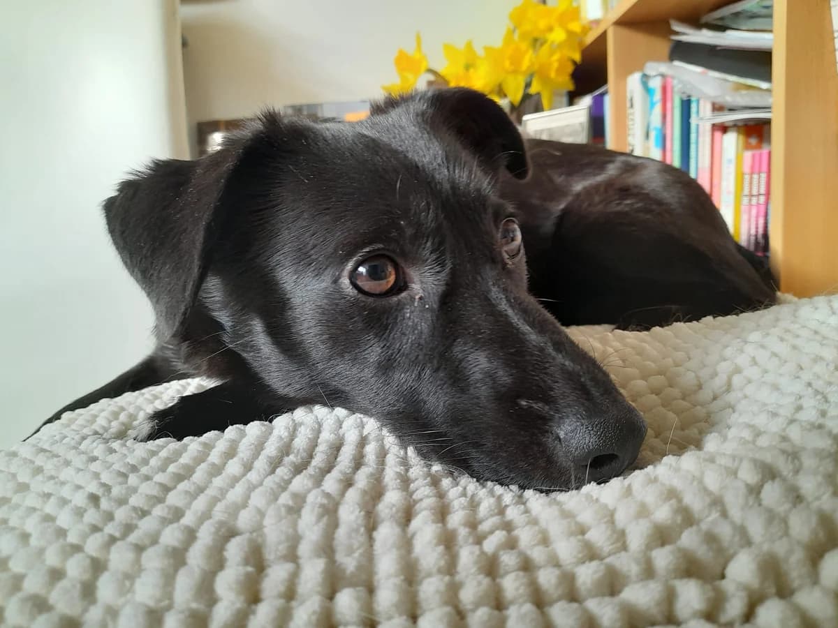 Juci, female 6yo Mixed Breed for adoption at Liefde voor Honden