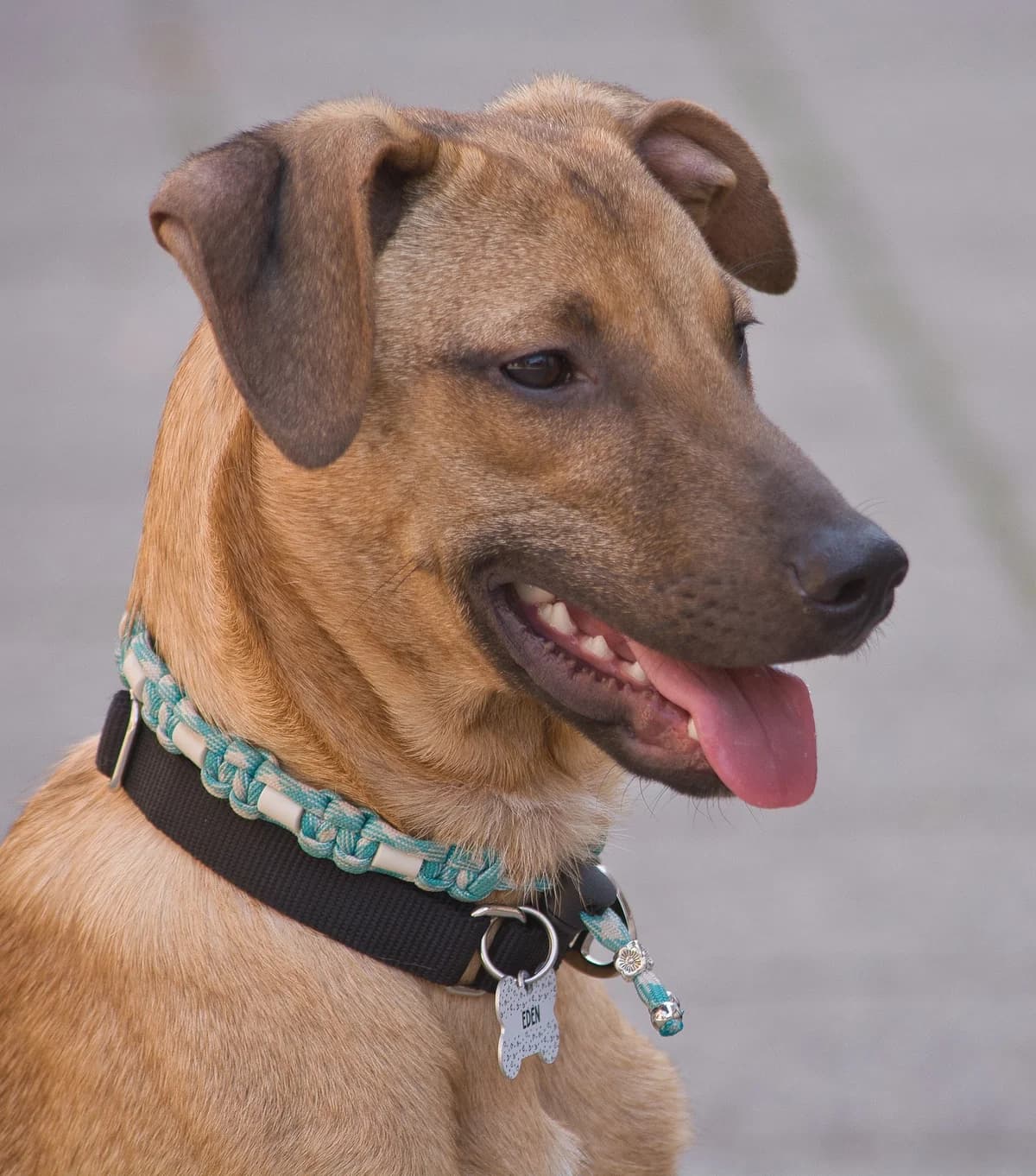 Eden, male young Mixed Breed for adoption at Liefde voor Honden