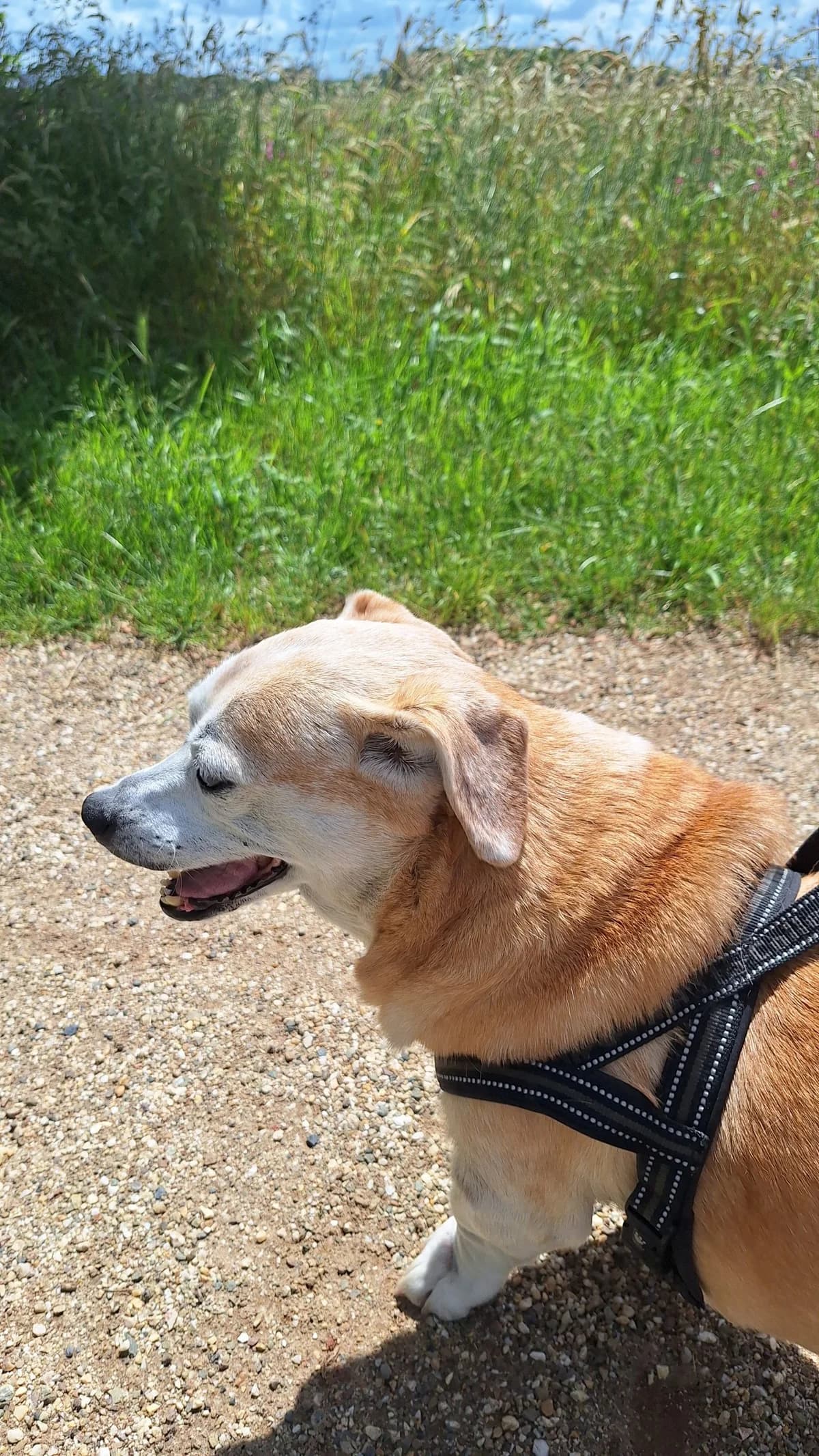 Lucky (Mara), female Mixed Breed for adoption at Liefde voor Honden