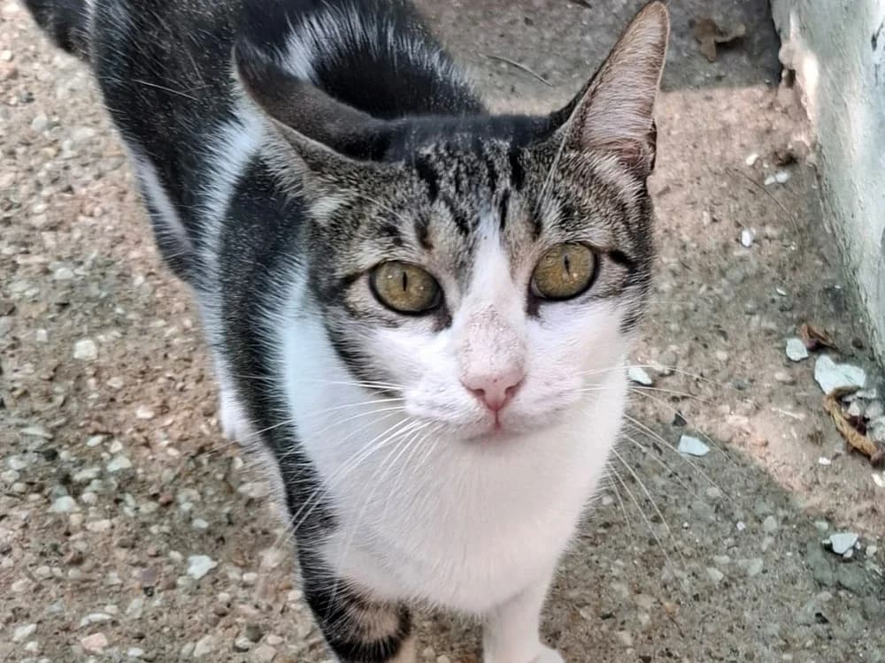 Dorothy, female 4yo Mixed Breed for adoption at Stichting Little Tigers