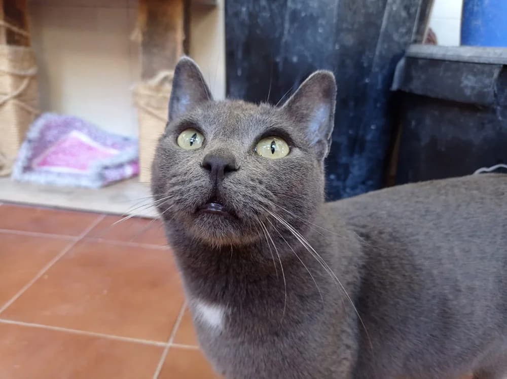Jade, female 4yo Mixed Breed for adoption at Stichting Little Tigers