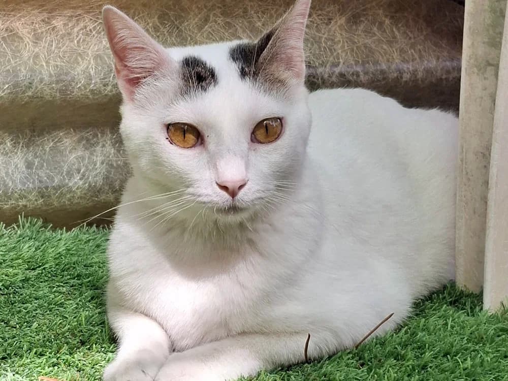 Ines, female young Mixed Breed for adoption at Stichting Little Tigers