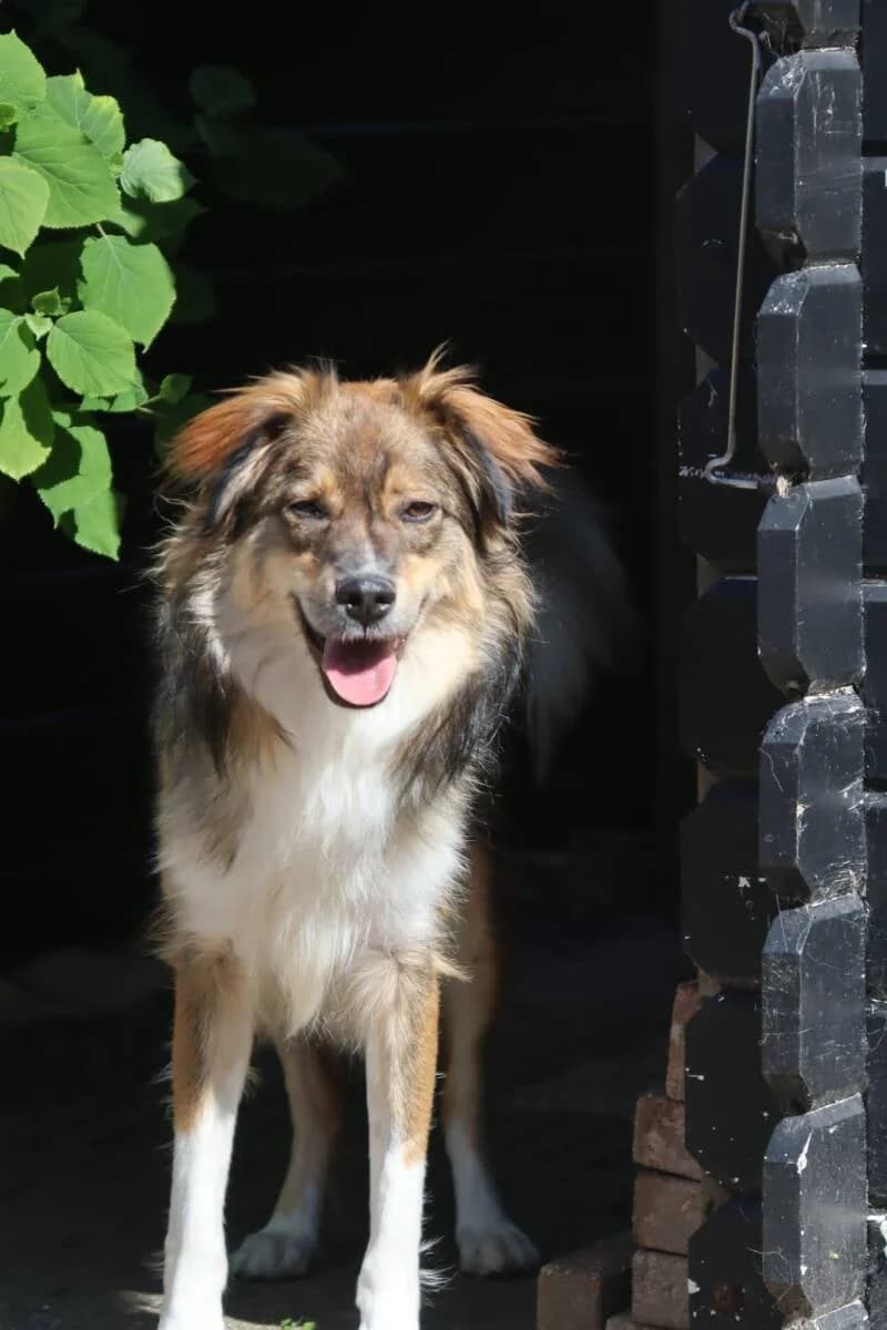Simi, male 3yo Mixed Breed for adoption at Stichting Lucky Dogs Rescue, Meppel (NL-wide)
