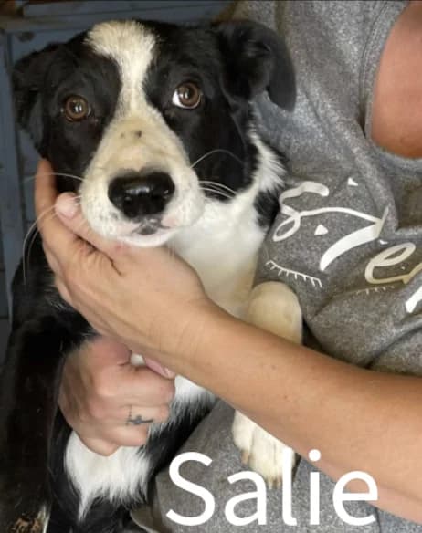 Senna-Evi-Vita-Salie, puppy Mixed Breed for adoption at Stichting Lucky Dogs Rescue, Meppel (NL-wide)