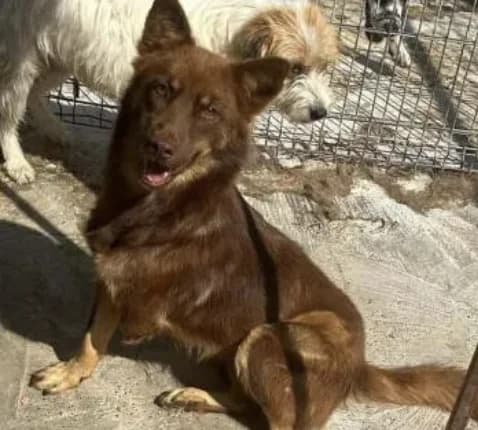 Moira, female 5yo Mixed Breed for adoption at Stichting Lucky Dogs Rescue, Meppel (NL-wide)