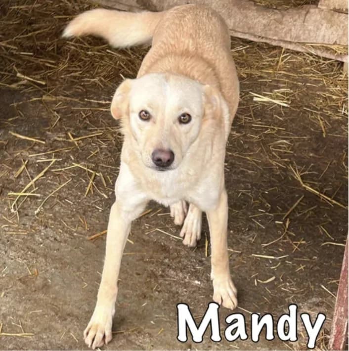Mandy, female 6yo Mixed Breed for adoption at Stichting Lucky Dogs Rescue, Meppel (NL-wide)