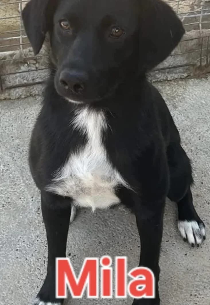 Mila, female 4yo Mixed Breed for adoption at Stichting Lucky Dogs Rescue, Meppel (NL-wide)