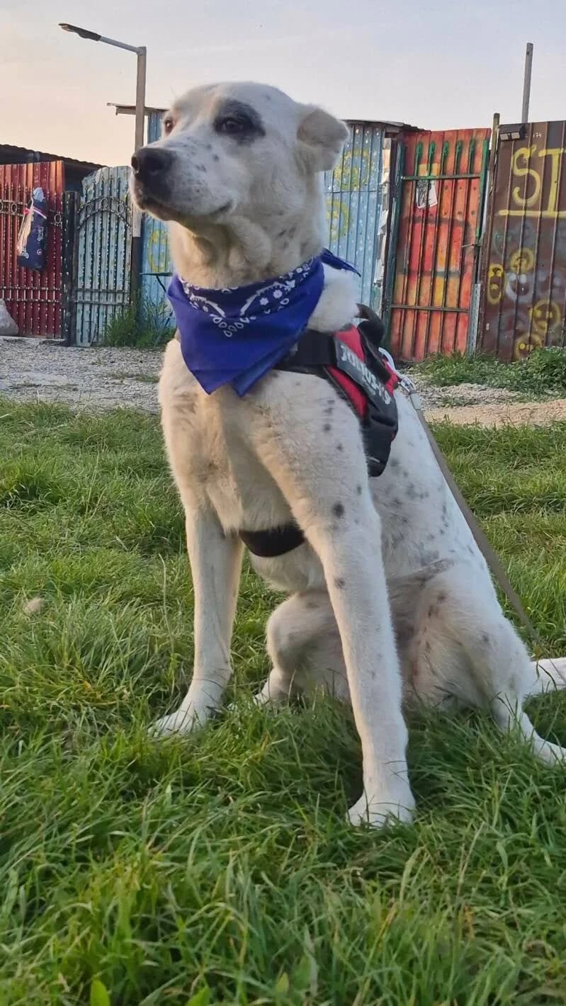 Ninna, female young Mixed Breed for adoption at Stichting Lucky Dogs Rescue, Meppel (NL-wide)