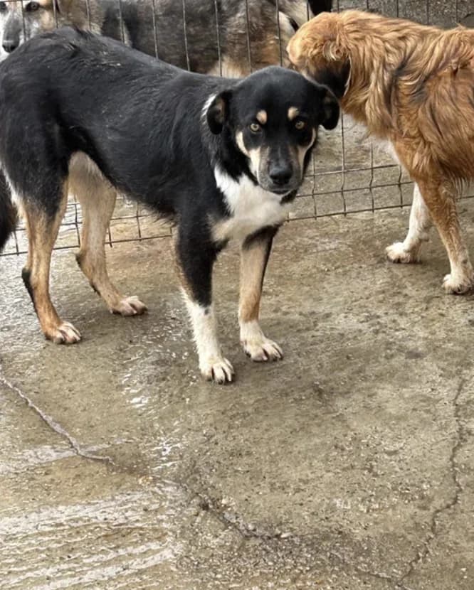 Rocco, male 6yo Mixed Breed for adoption at Stichting Lucky Dogs Rescue, Meppel (NL-wide)