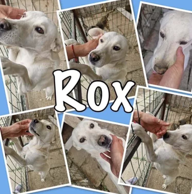 Rox, male 7yo Mixed Breed for adoption at Stichting Lucky Dogs Rescue, Meppel (NL-wide)