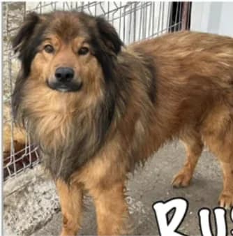 Rusty, male 6yo Mixed Breed for adoption at Stichting Lucky Dogs Rescue, Meppel (NL-wide)