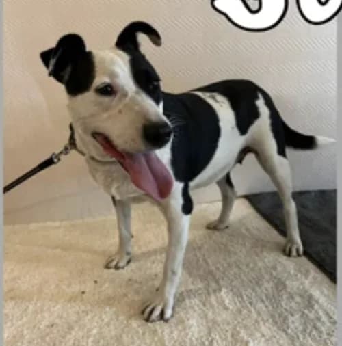 Sana, female 4yo Mixed Breed for adoption at Stichting Lucky Dogs Rescue, Meppel (NL-wide)