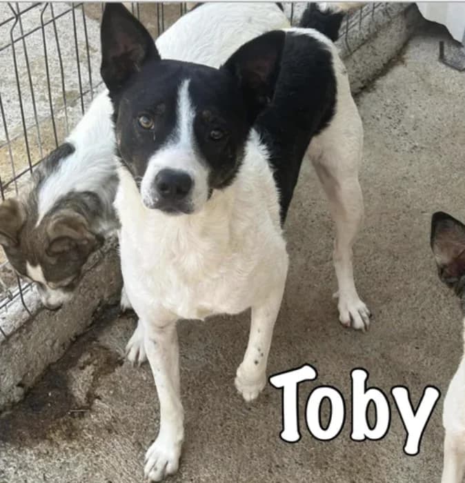 Toby, male young Mixed Breed for adoption at Stichting Lucky Dogs Rescue, Meppel (NL-wide)