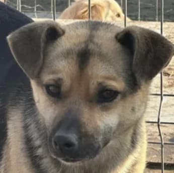 Tommie, male 4yo Mixed Breed for adoption at Stichting Lucky Dogs Rescue, Meppel (NL-wide)