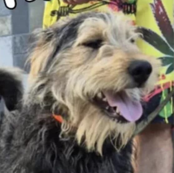 Zinzi, male 3yo Mixed Breed for adoption at Stichting Lucky Dogs Rescue, Meppel (NL-wide)