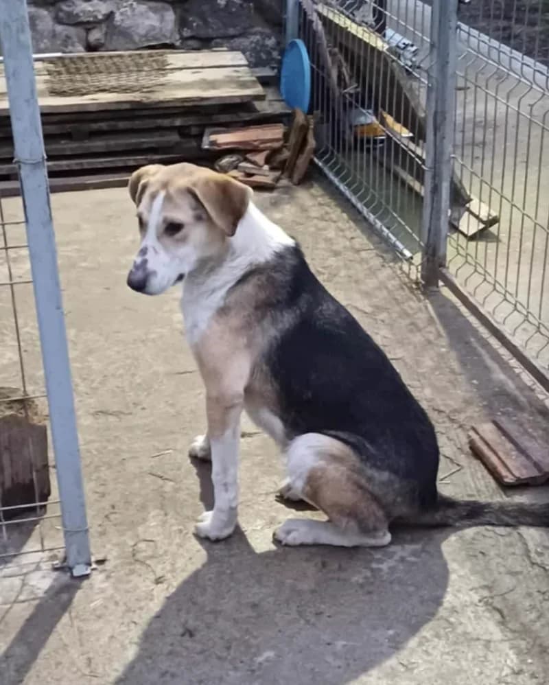Zita, female 5yo Mixed Breed for adoption at Stichting Lucky Dogs Rescue, Meppel (NL-wide)