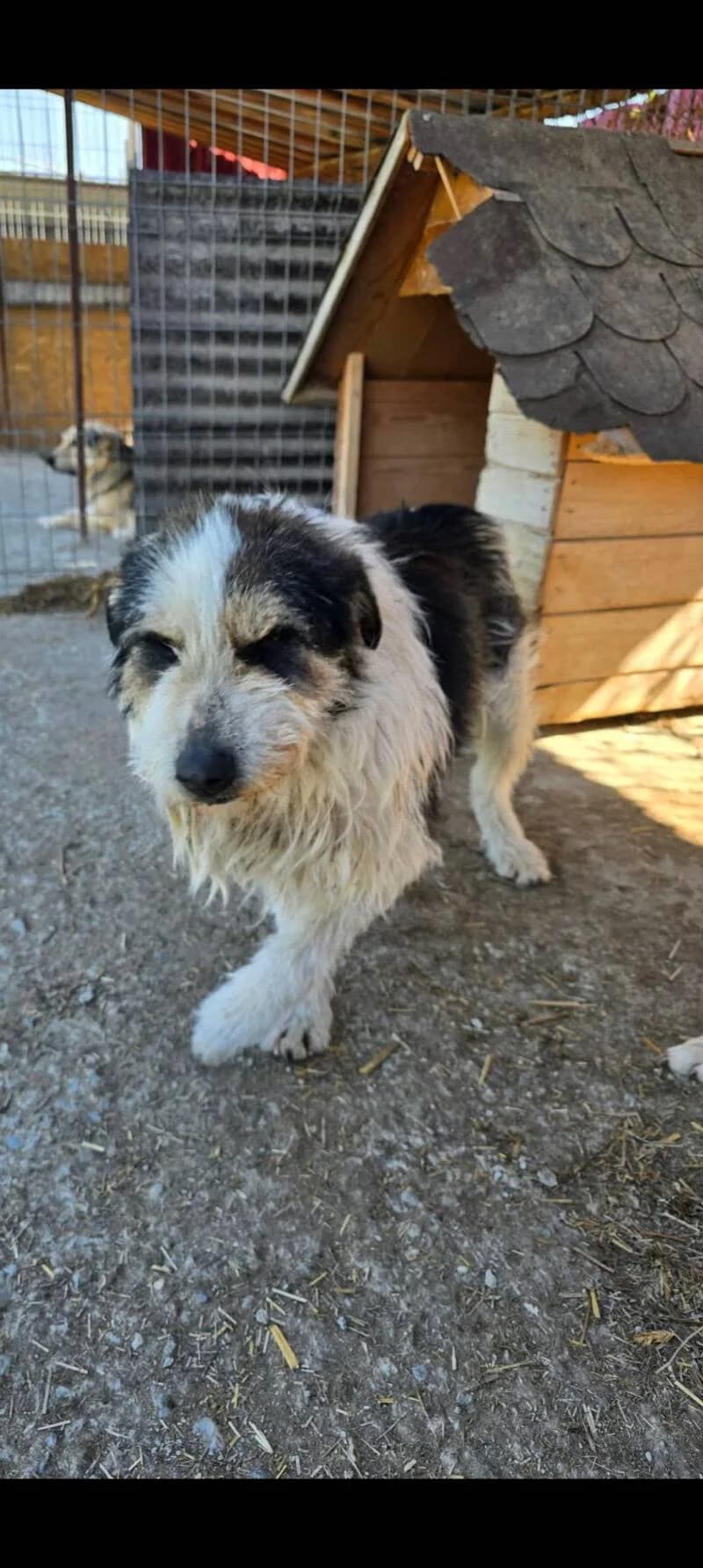 Baily, male senior Mixed Breed for adoption at Stichting Lucky Dogs Rescue, Meppel (NL-wide)