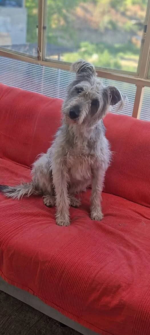 Micha, female young Mixed Breed for adoption at Stichting Lucky Dogs Rescue, Meppel (NL-wide)