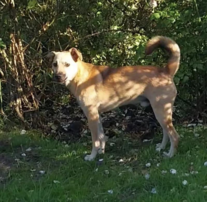 Jason, male young Mixed Breed for adoption at Stichting Lucky Dogs Rescue, Meppel (NL-wide)