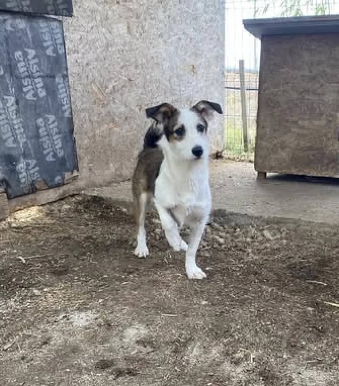 Pappino, male puppy Mixed Breed for adoption at Stichting Lucky Dogs Rescue, Meppel (NL-wide)