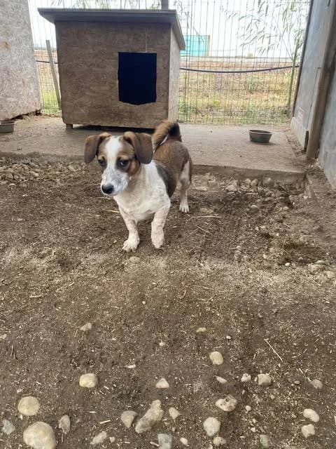 Naira, female puppy Mixed Breed for adoption at Stichting Lucky Dogs Rescue, Meppel (NL-wide)