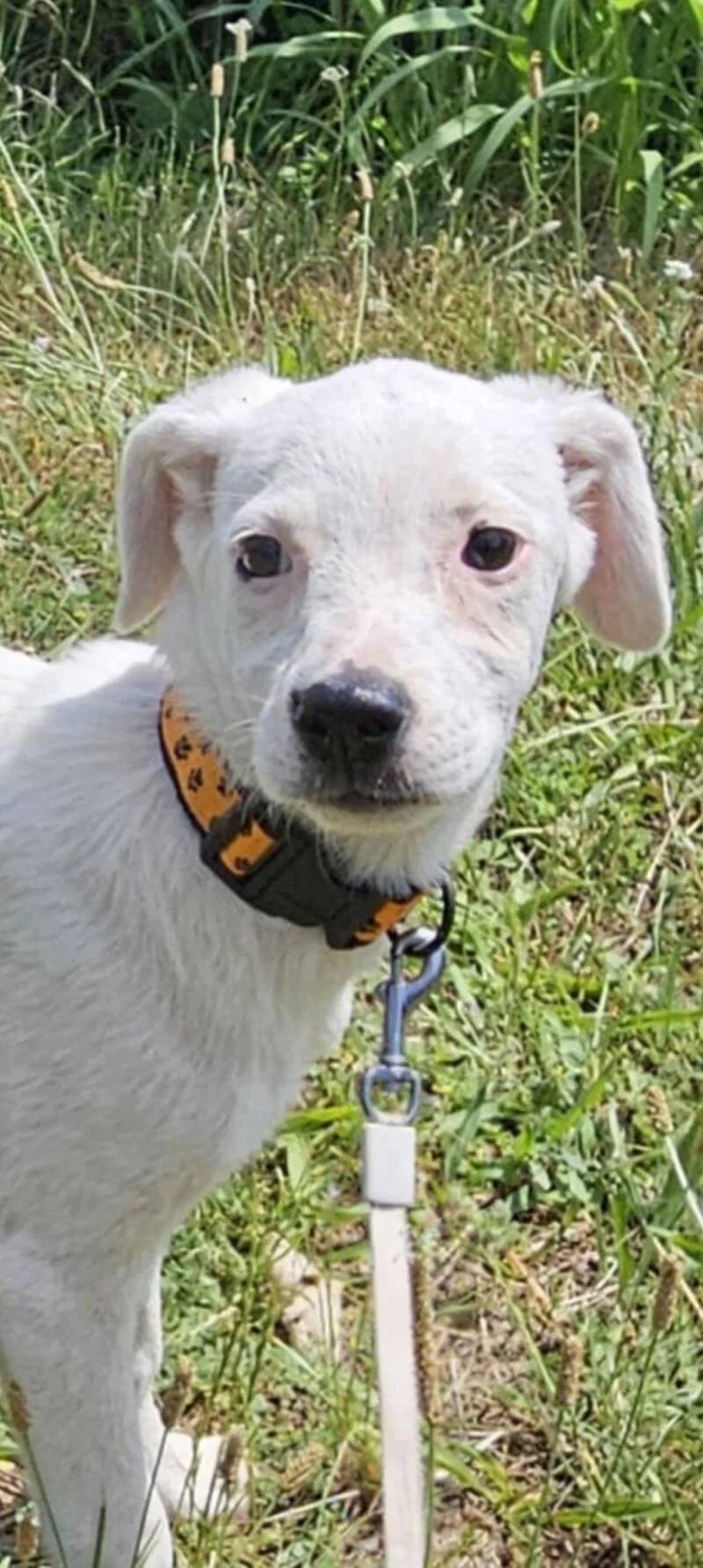 Suzy, female young Mixed Breed for adoption at Stichting Lucky Dogs Rescue, Meppel (NL-wide)