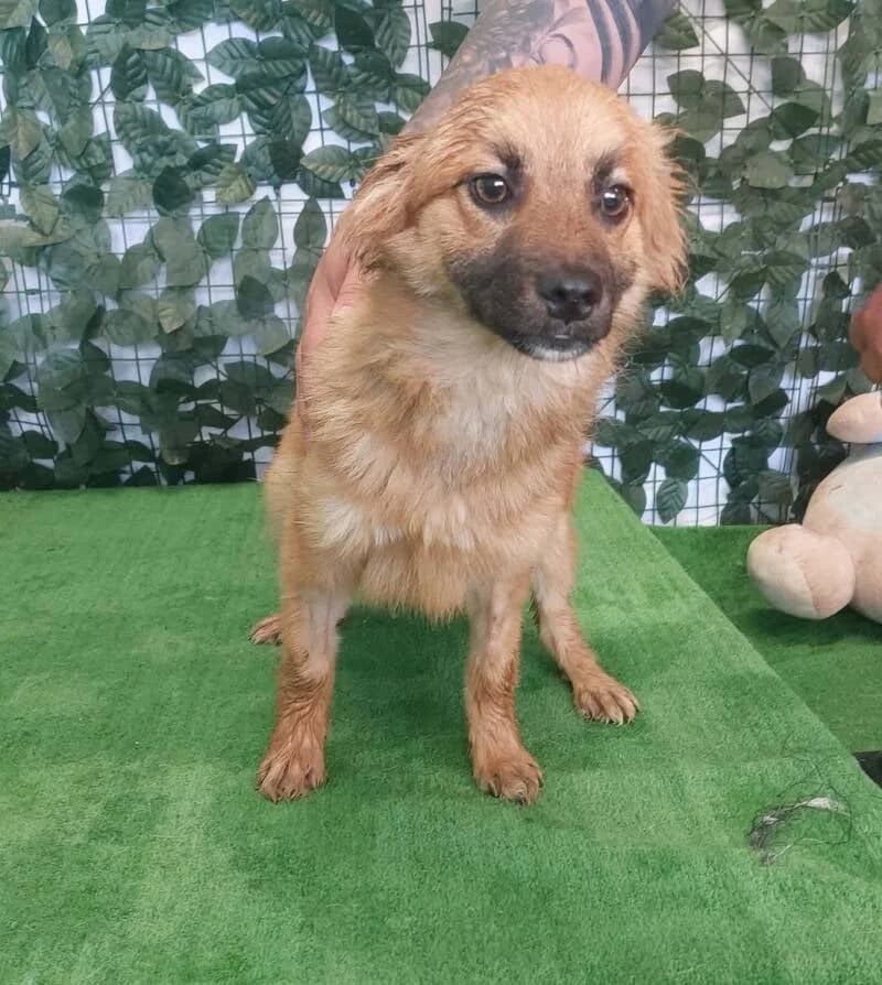 Nola, female puppy Mixed Breed for adoption at Stichting Lucky Dogs Rescue, Meppel (NL-wide)